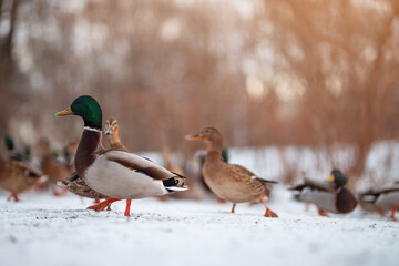 Wild ducks on snow in wintertime, Anas platyrhynchos