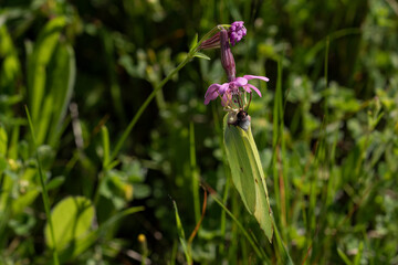 mariposa colgada bocabajo de una flor lila