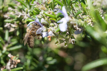 Abeja melífera en la flor de romero (Apis mellifera Linnaeus)