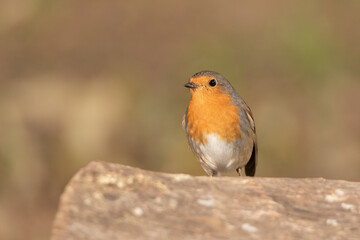 Petirrojo europeo  (Erithacus rubecula)