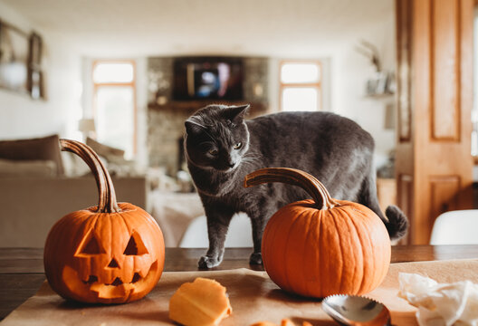 Kitty and pumpkins