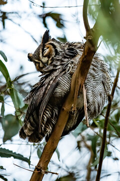 An Owl Surveys his Territory