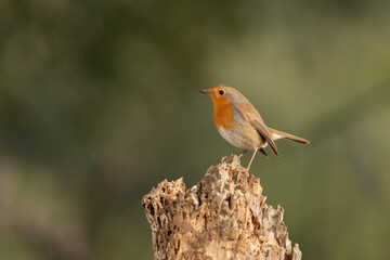 Petirrojo europeo posado en un tronco de un árbol  (Erithacus rubecula)