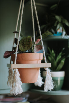 Prayer Plant Hanging in Pot Indoors