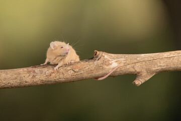ratón común trepando por una rama (Mus musculus)