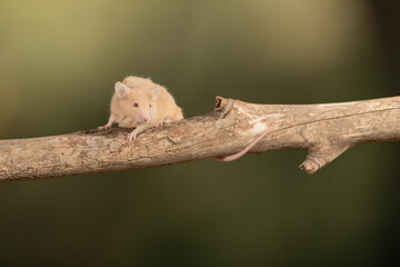 ratón común trepando por una rama (Mus musculus)