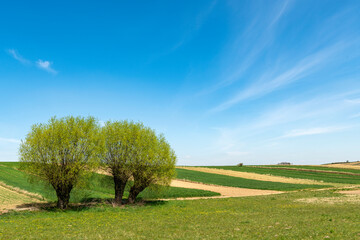 Beautiful spring rural landscape with willow trees