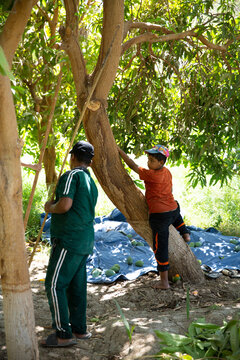 Nubian Children Harvesting Mangos