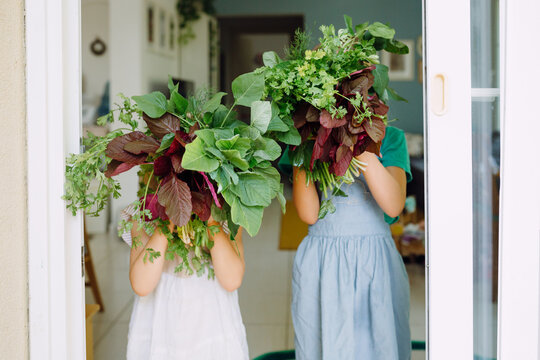 Girls with herbs