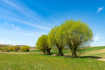 Beautiful spring rural landscape with willow trees