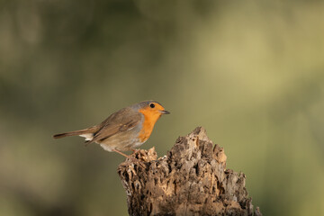 Petirrojo europeo posado en un tronco de un árbol  (Erithacus rubecula)