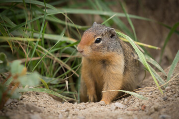 Columbian Ground Squirrel