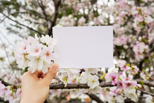 桜の咲く枝と手に持った白紙のカードのモックアップ