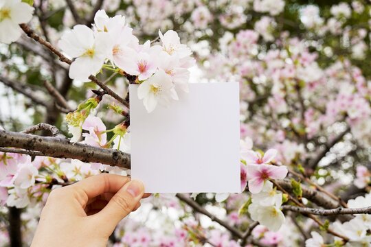桜の咲く枝と正方形の白い紙を持つ手のモックアップ