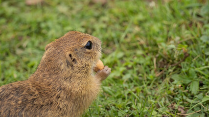 An adult ground squirrel eating a wallnut on the ground