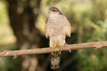 gavilán común de frente posado en una rama (Accipiter nisus)
