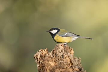 carbonero común posado en un tronco(Parus major)