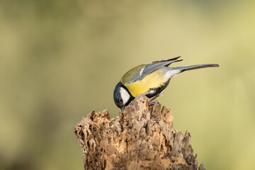 carbonero común posado en un tronco(Parus major)
