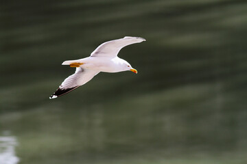 Seagull flight near the Tiber Island in Rome.