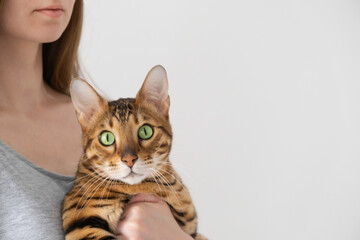 Unrecognizable young woman holding adorable green-eyed bengal cat looking at camera on white background. Pet care concept. Copy space for text.