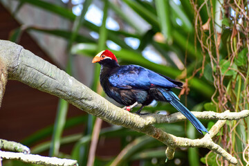 A blue bird with a red head on a tree branch in the Zoological garden