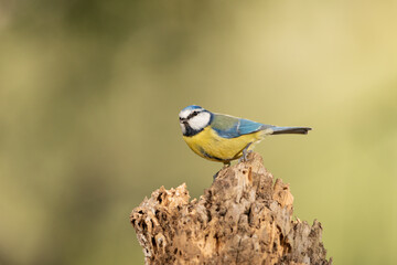 herrerillo común posado en un tronco de árbol  (Cyanistes caeruleus)