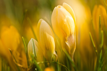 A large group of fresh yellow blooming crocusses in spring in multiple exposure