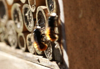 Wilde Mauerbiene im Anflug auf ein Insektenhotel