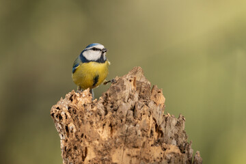 herrerillo común posado en un tronco de árbol  (Cyanistes caeruleus)