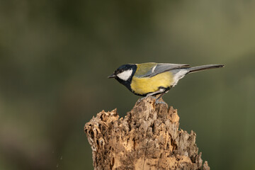 carbonero común posado en un tronco  (Parus major)