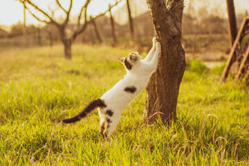 White spotted cat sharpens its claws on a tree in the sunny garden.