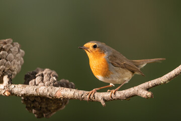 Petirrojo europeo posado en una rama (Erithacus rubecula)