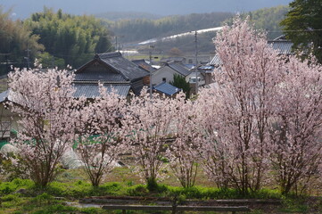 梅が咲き誇る村（岡山県赤磐市日古木）