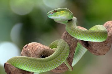 White-lipped island pit viper ( Trimesurus insularis ) on the tree branch