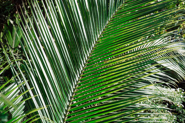Palm Leafs in the garden