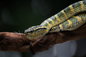 Close up photo of a wagler pit viper