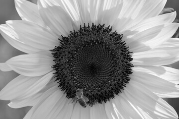 Sunflower flower with bee, in black and white, close-up.