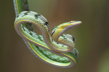 Close up photo of Asian vine snake on the tree branch