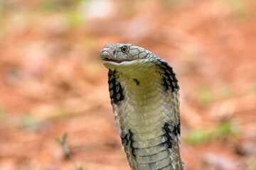 Angry king cobra in attack position,King cobra snake closeup