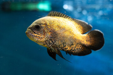 Bright Oscar Fish - South American Freshwater Fish From The Cichlid Family. Close-Up.