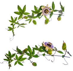 Passion  flower - passiflora isolated on white background