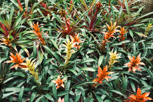 Pineapple flower plant