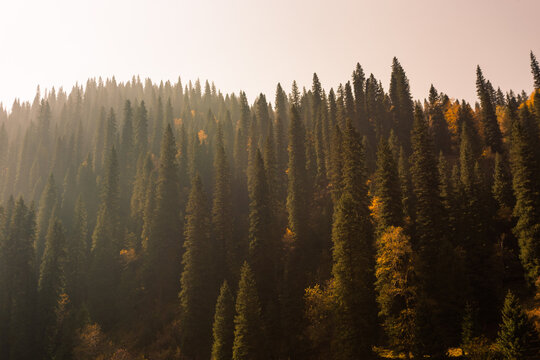 The setting sun went through the woods