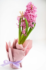 pink hyacinth with green leaves in a package with a purple ribbon
