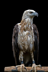 portrait of a Philippine Eagle in captivity.