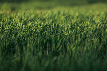 Young green wheat grows in a field. Agriculture backgrounds