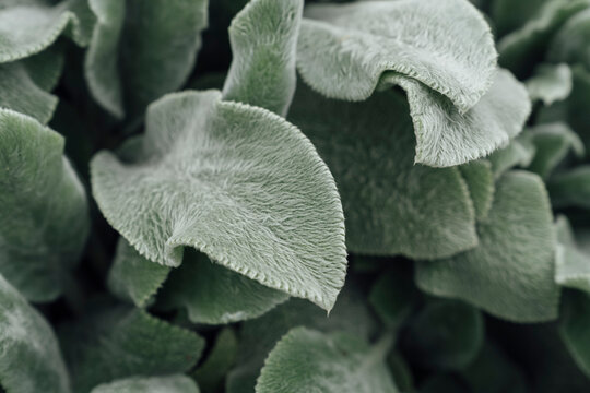 Silver Carpet Leaf Plant