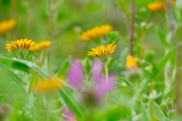 Obraz premium yellow dandelions in the grass