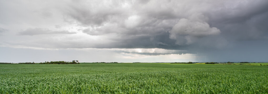 storm over wheat field