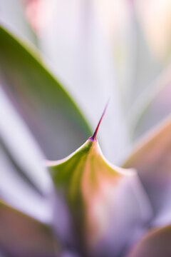 Aloe Plant